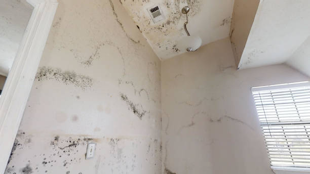 Best Dehumidification Services  in Lisbon, IA