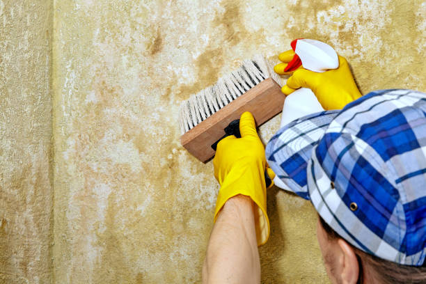 Best Residential Mold Inspection & Testing  in Lisbon, IA